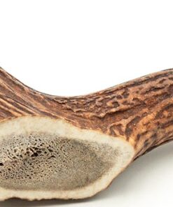 King Size Solid Elk Antler (10+ inches)