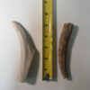 Medium Solid Elk Antler (4" to 6")