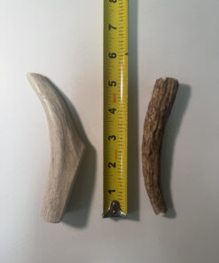 Medium Solid Elk Antler (4" to 6")