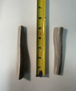 Medium Split Elk Antler (4" to 6")