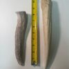 Extra Large Solid Elk Antler (8" to 10")