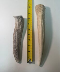 Extra Large Solid Elk Antler (8" to 10")